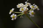 Stiff cowbane